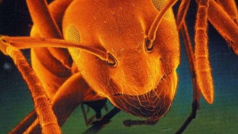 Guano Apes -- Don´t Give Me Names DVD