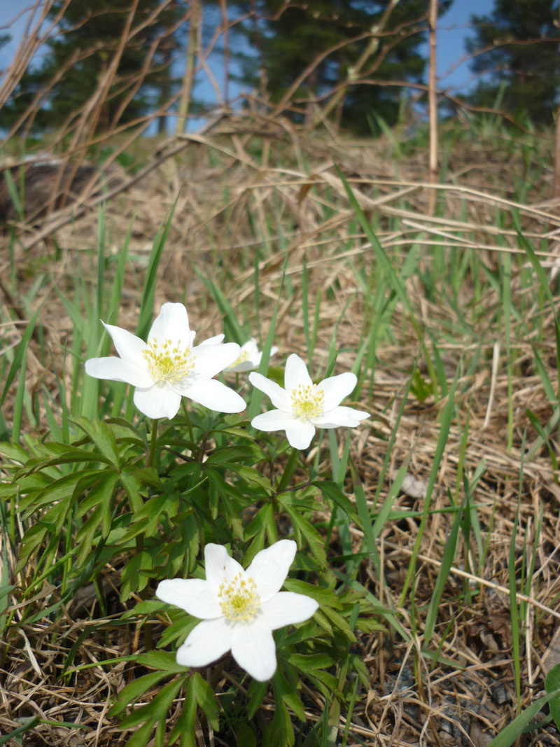 Black Metal Sightseeing: doch nicht nur verbrannte Erde