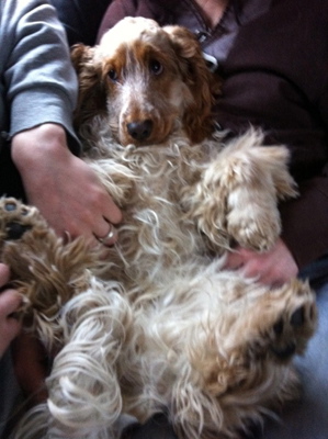 Deathstars auf Tour mit Rammstein, 2012