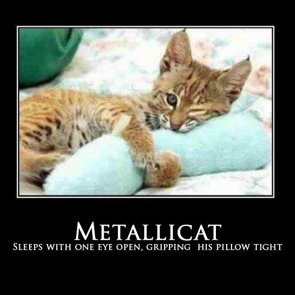 Katzen auf Metal-Covern