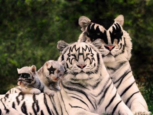Katzen im Metal-Modus