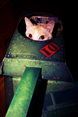 Katzen im Metal-Modus