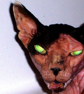 Katzen im Metal-Modus