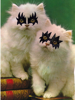 Katzen im Metal-Modus