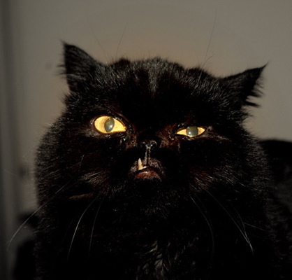 Katzen im Metal-Modus