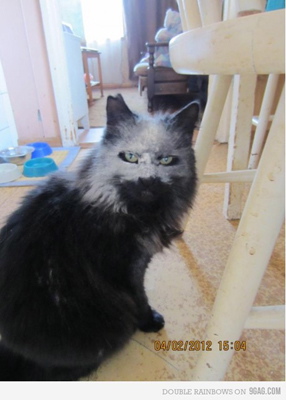 Katzen im Metal-Modus