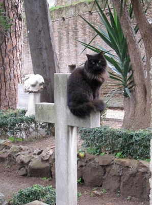 Katzen im Metal-Modus