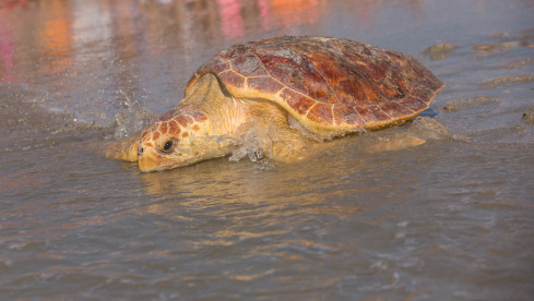 Loggerhead-Schildkröte; Symbolbild