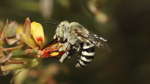 Die Amegilla cingulata bei der Arbeit.