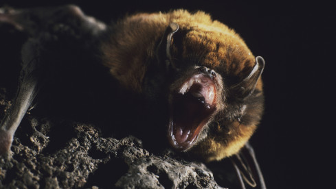 Leg dich nicht mit der Fledermaus an: Ihre Rache wird fürchterlich sein!