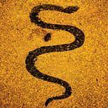 Soror Dolorosa APOLLO