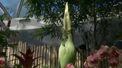 Corpse Flower