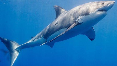 Weiße Haie fahren offenbar auf Death Metal und AC/DC ab (Foto von Dave J Hogan/Getty Images)