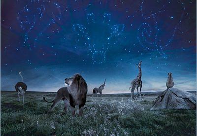 Pattern-Seeking Animals PATTERN-SEEKING ANIMALS