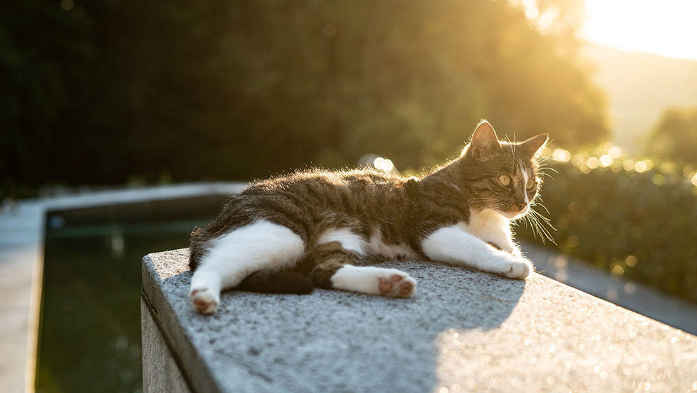 Katze müsste man sein – und in dem Spiel „Peace Island“ kann man es bald auch.