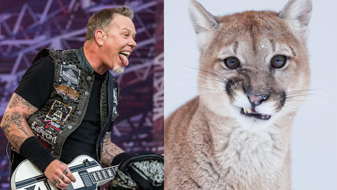 Metallica vs.Puma