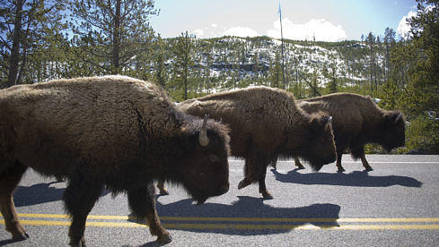 Bisons verursachen Staus im Yellowstone National Park