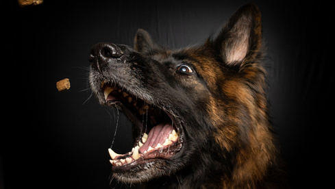 Verschiedene Hunde gibt es viele, Lieder über sie ebenso.