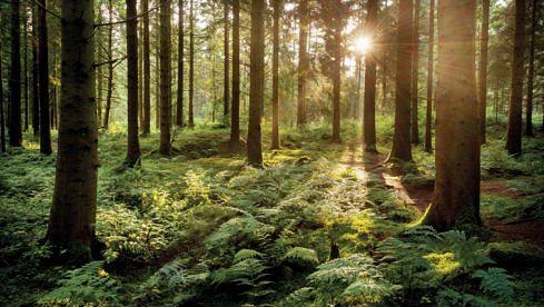 Die Wacken-Macher setzen sich für den heimischen Wald ein