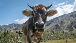 Ja, die Cowbell hat ihren Ursprung genau dort, wo der Name bereits vermuten lässt.