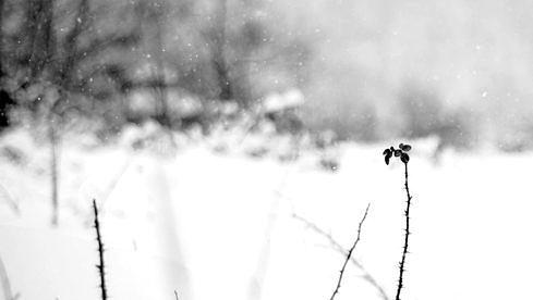 An Autumn For Crippled Children AS THE MORNING DAWNS WE CLOSE OUR EYES