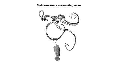 alissa-white-gluz-fossil-q-k