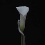 Animals As Leaders PARRHESIA