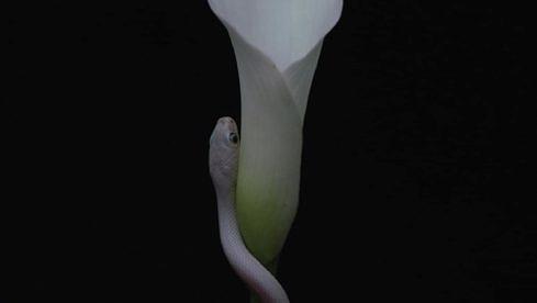 Animals As Leaders PARRHESIA