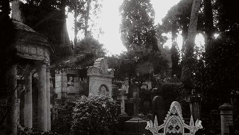 Der Trauerschwan SANGUINARE VAMPIRIS