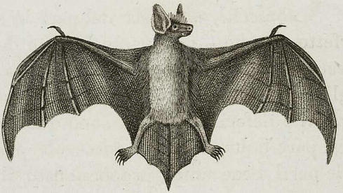 Ozzy Osbourne hätte die Fledermaus bei dem berüchtigten Zwischenfall 1982 lieber an Mikro lassen sollen