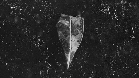 Bees Made Honey In The Vein Tree AION