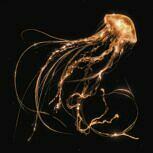 Royal Blood BACK TO THE WATER BELOW