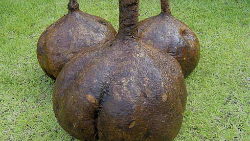 Die Pflanze Pueraria mirifica enthält das Phytoöstrogen Miroestrol. Diese sekundären Pflanzenstoffe weisen eine ähnlic...