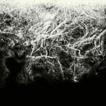 Offernat WHERE NOTHING GROWS