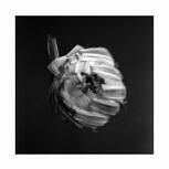 A Swarm Of The Sun AN EMPIRE