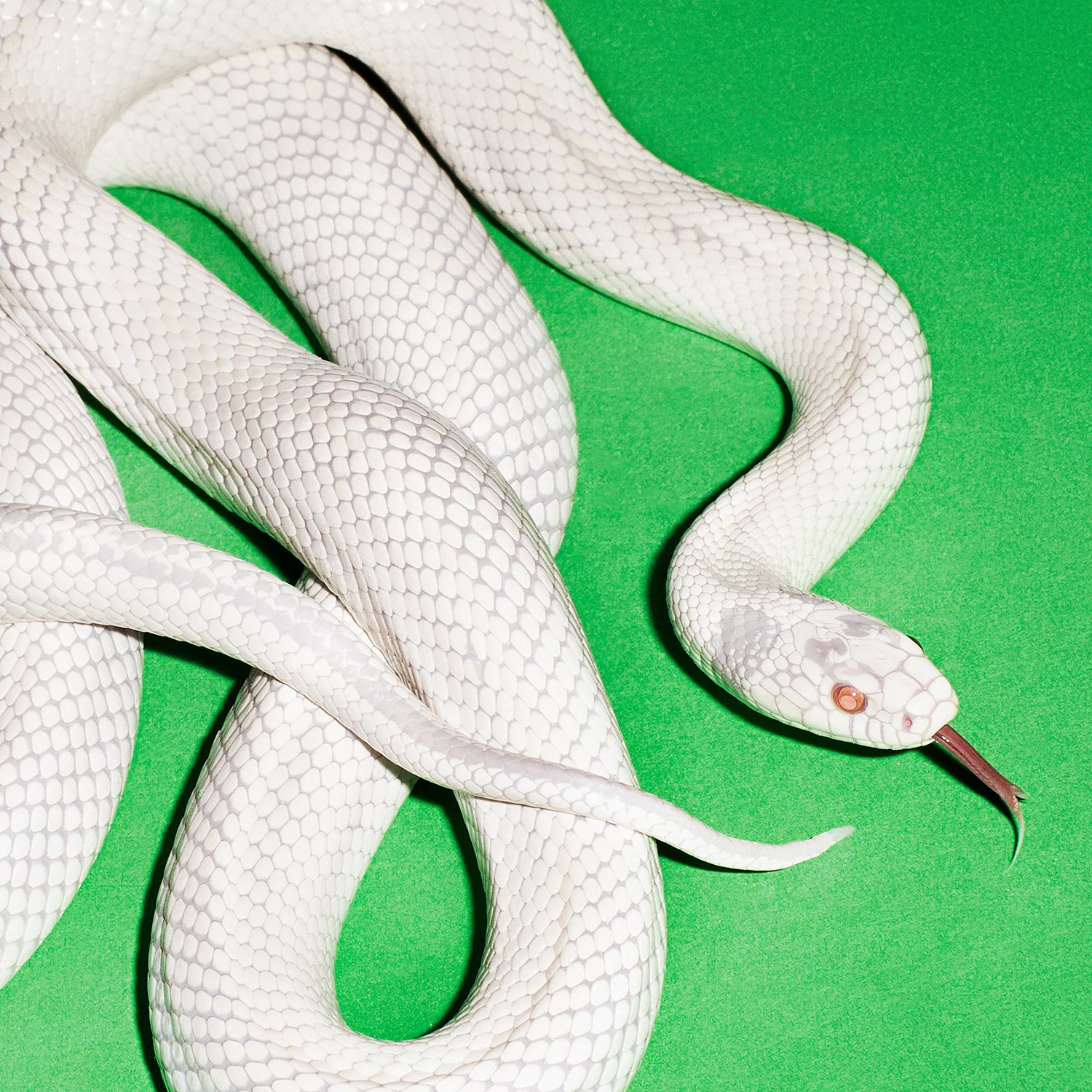 Deftones PRIVATE MUSIC